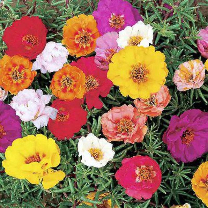 XOLDA Portulaca mix Seed  (80 per packet)