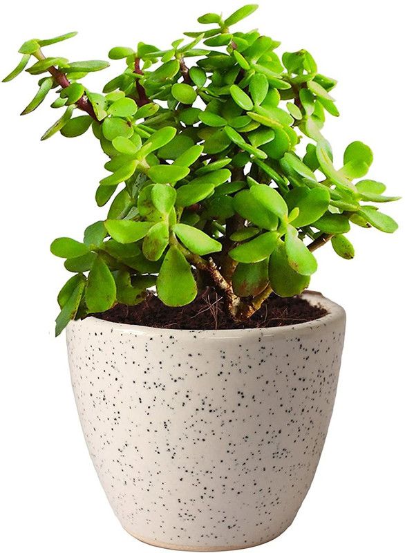Eco Ocean Jade Plant  (Pack of 1)