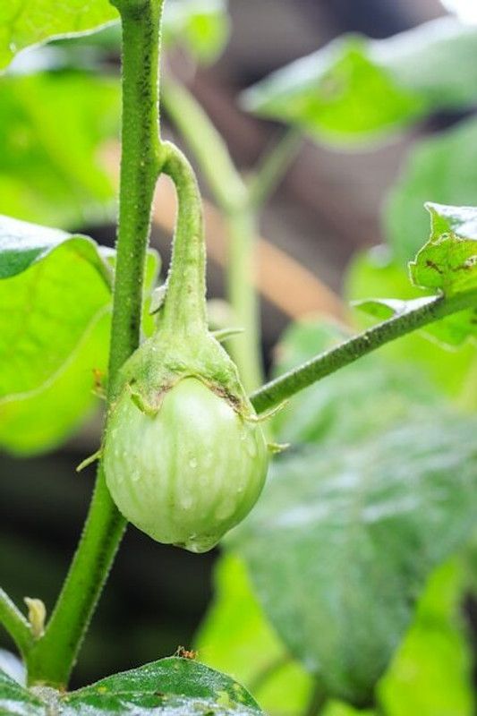XOLDA Organic Brinjal green round Seed  (37 per packet)