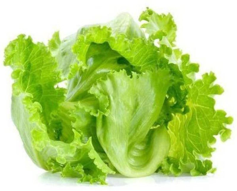 JRYU Lettuce (Hybrid) Vegetasble Seed  (150 per packet)