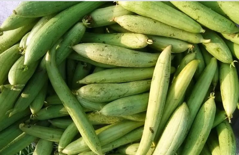 UGRA Smooth Sponge Gourd Seed  (100 per packet)