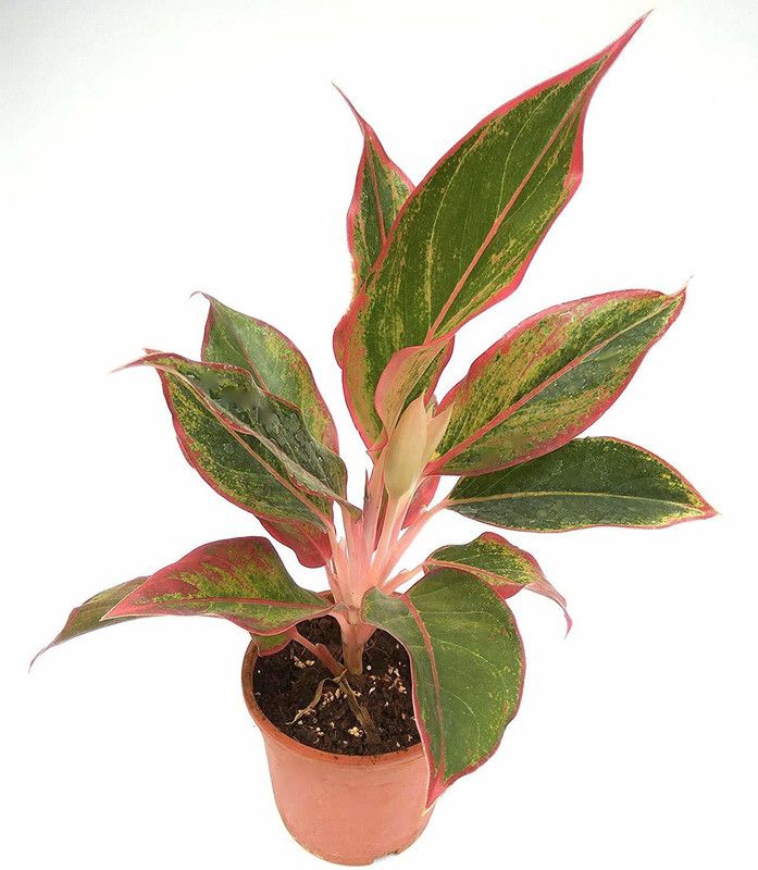greengrow Aglaonema Plant  (Hybrid, Pack of 1)