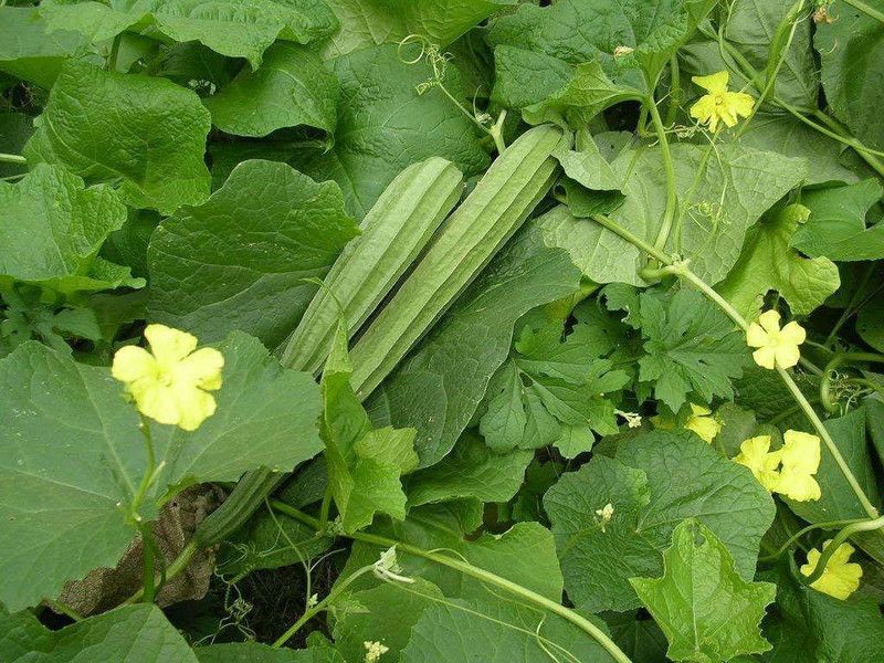 KANAYA Dhari Tori (Ridge Gourd) Hybrid Vegetable Seed  (75 per packet)