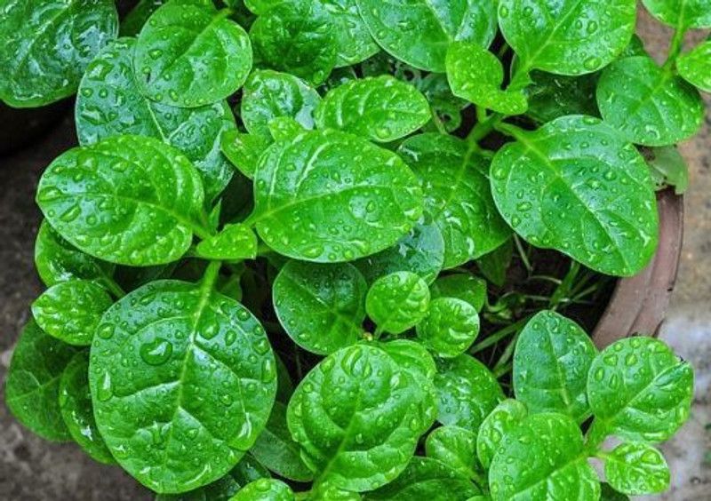 CARIBBEAN PREMIUM HYBRID MALABAR SPINACH Seed  (10 per packet)