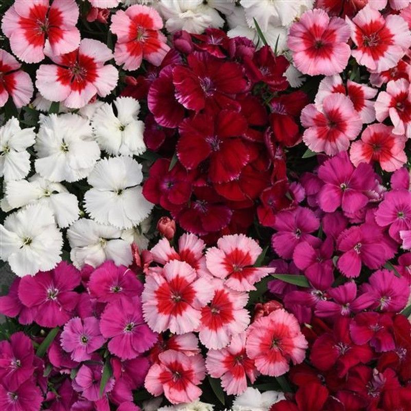 UGRA Dianthus Mixed Seed  (117 per packet)