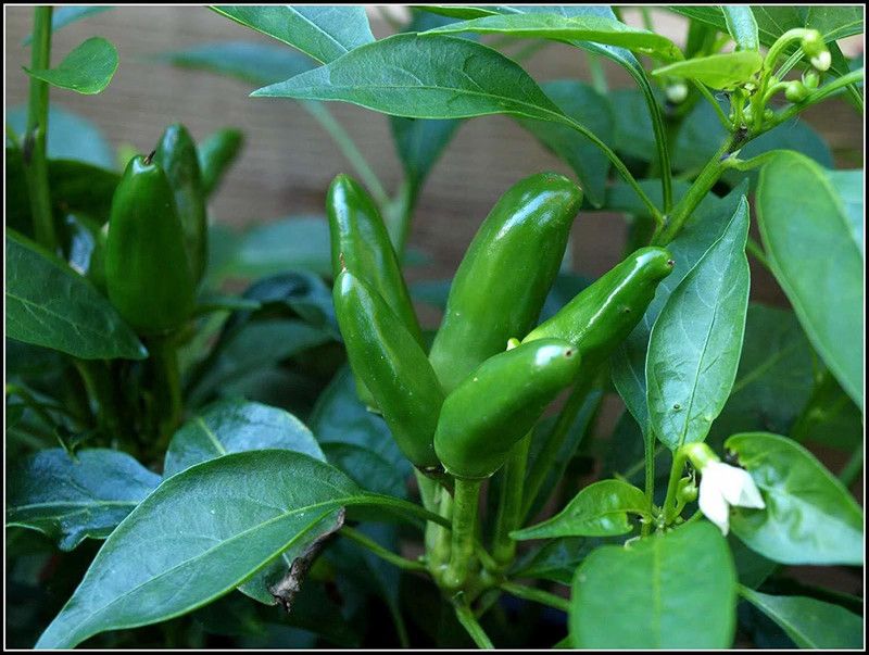 Qualtivate ™ Hybrid Gardening Green/RED Chilli Country Seeds Seed  (1000 per packet)