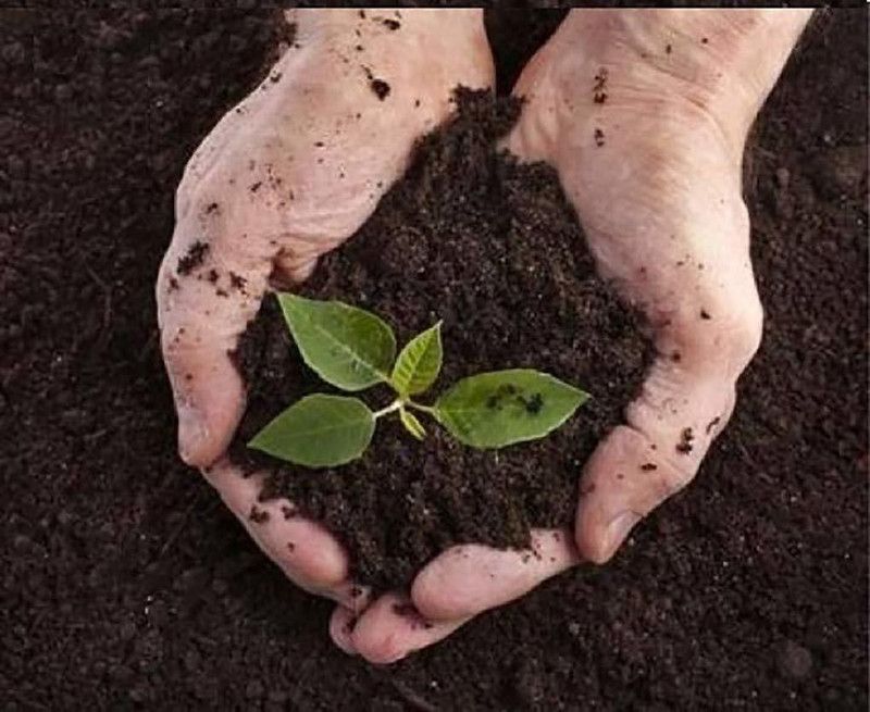 DIOART COW DUN MANURE-13984 Potting Mixture  (0.75 kg, Powder)