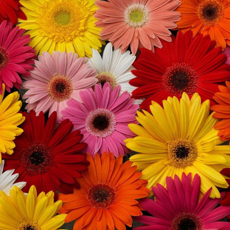Paudha Gerbera Mixed Seed  (29 per packet)