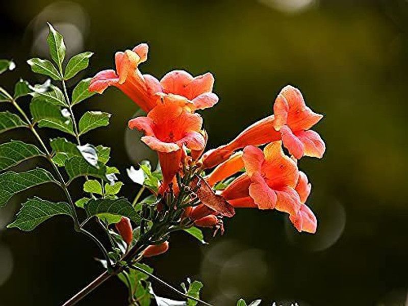 FURYHUB Tecoma Plant  (Hybrid, Pack of 1)