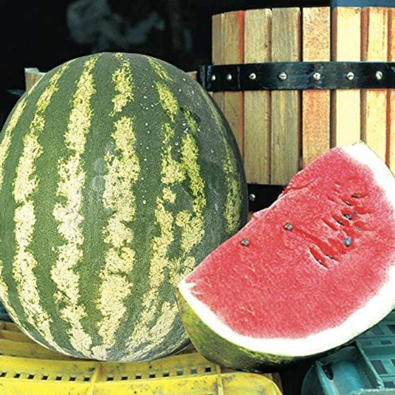 MKR Enterprises Tarbuj Seed  (990 per packet)