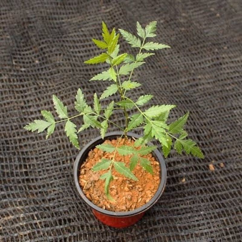 ZIXAM Neem Plant  (Hybrid, Pack of 1)