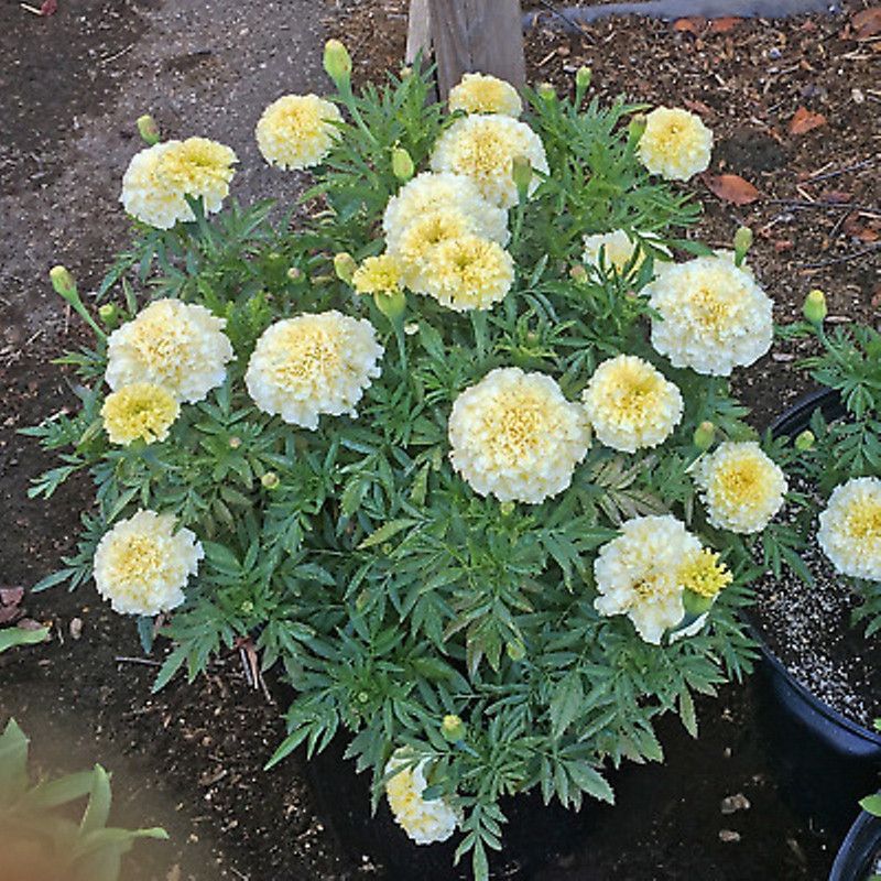 Paudha Marigold Seed  (20 per packet)