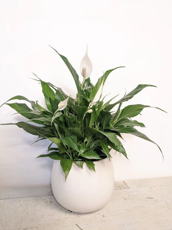 Cloud Farm Peace Lily Plant  (Hybrid, Pack of 1)
