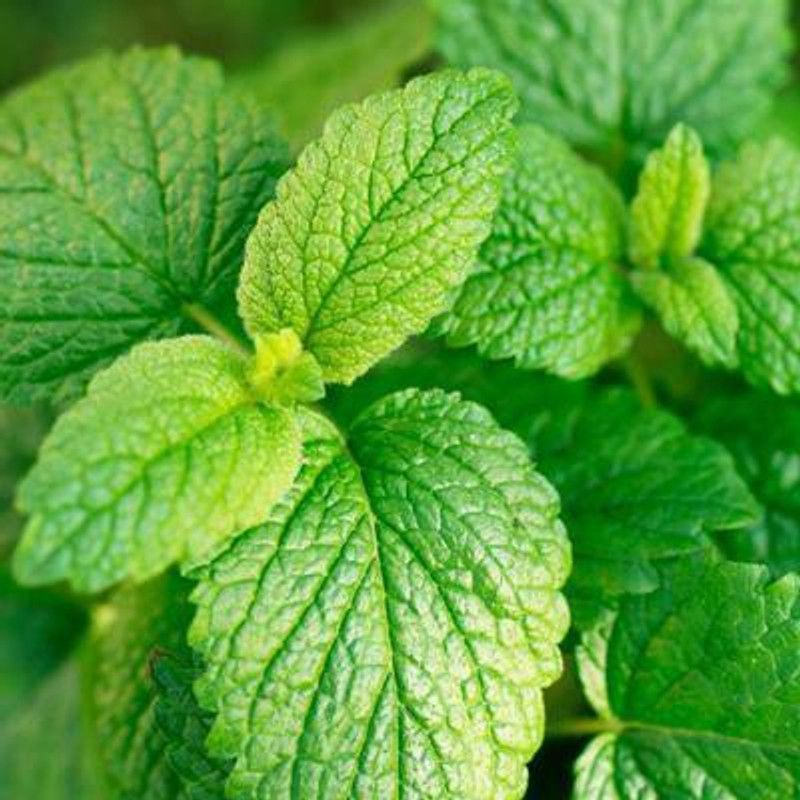 Mozette Balm Mint Seed  (42 per packet)