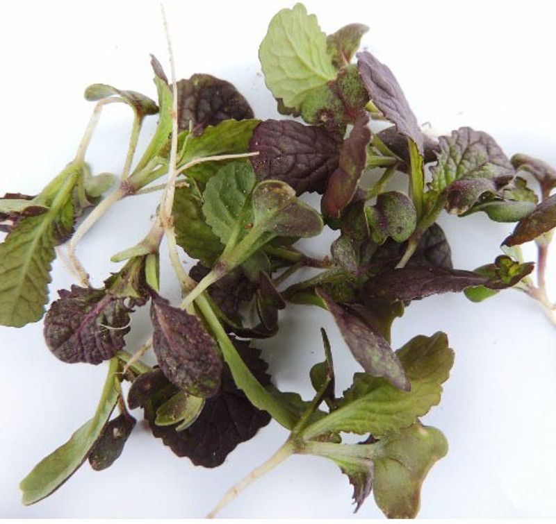 Airex Mustard (Red Giant) Microgreen Seeds - Pack Of AVG 30 - 50 Seeds x 6 Packet Seed  (180 per packet)