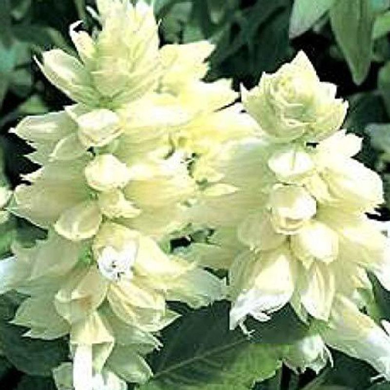 CYBEXIS Salvia Salsa White Flowering Seeds Seed  (1 g)