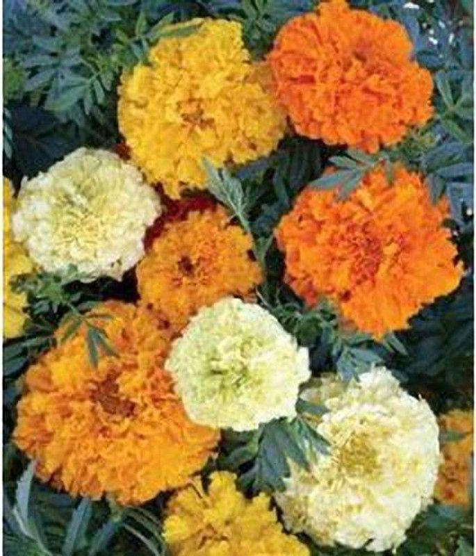 sporos Yellow Marigold Flower Seed  (15 per packet)