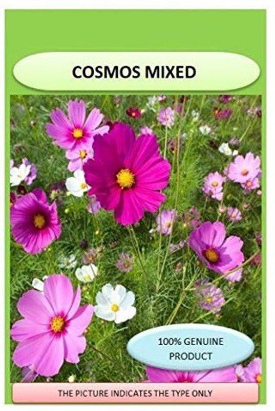 CYBEXIS Cosmos Mix Flower Seeds (Purple and White) Seed  (1 g)