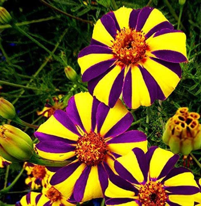 VibeX ® VLR-478 Hybrid Marigold Seeds Seed  (500 per packet)