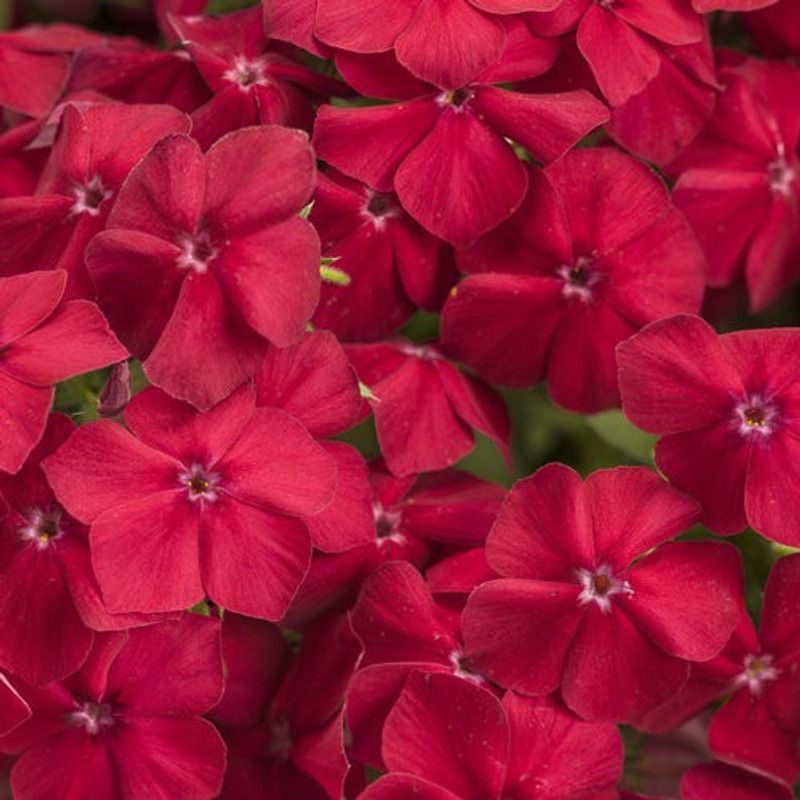 XOLDA Phlox Beauty Red Seed  (29 per packet)