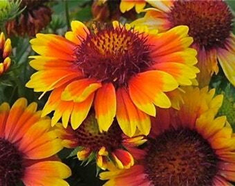 Nodoc Exotic gallardia Seed  (23 per packet)