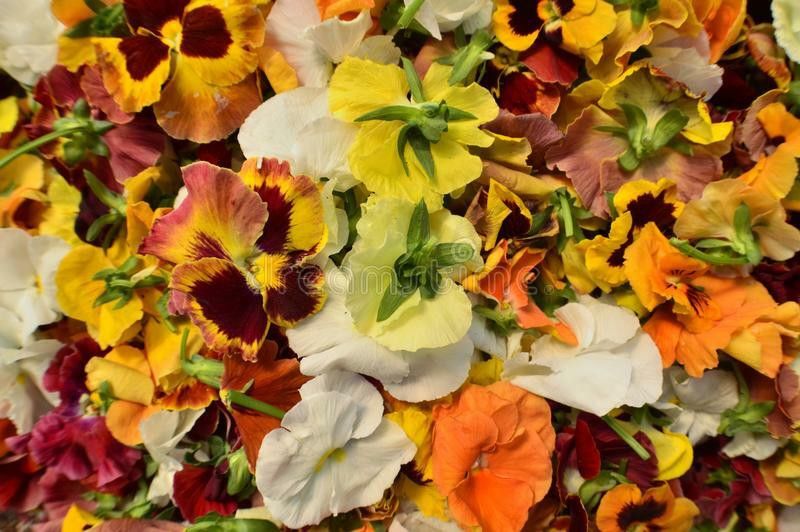 Nodoc Exotic petunia Seed  (23 per packet)