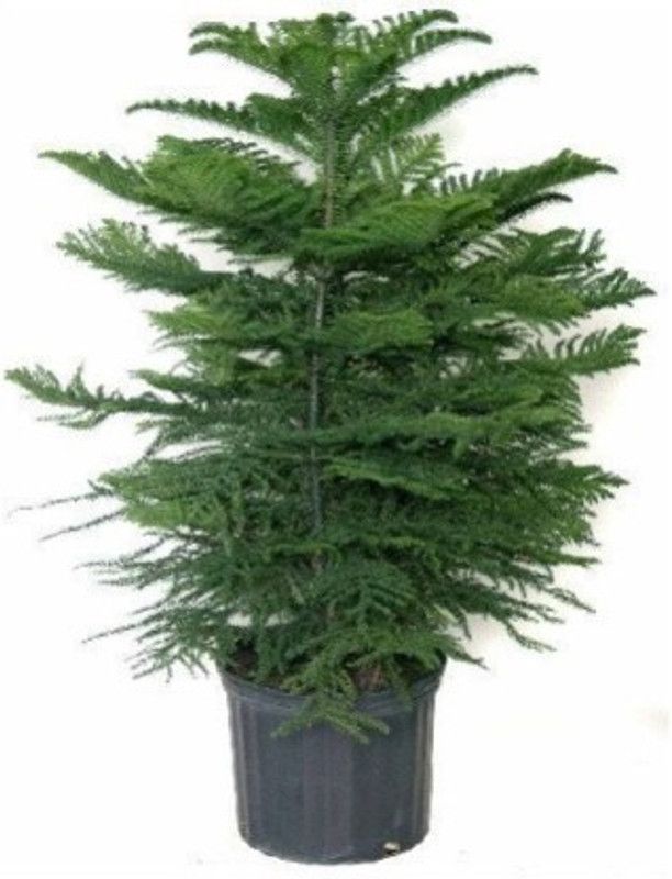 CosaCentrum Christmas Tree Plant  (Hybrid, Pack of 1)