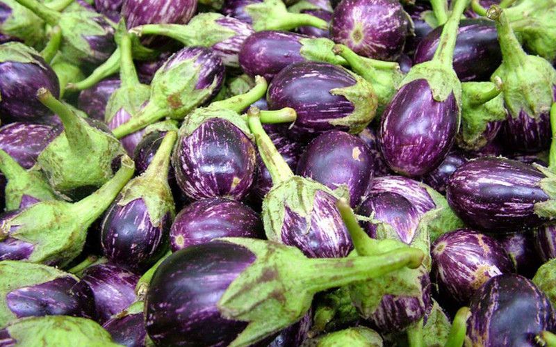 Greenly Brinjal Seed  (56 per packet)