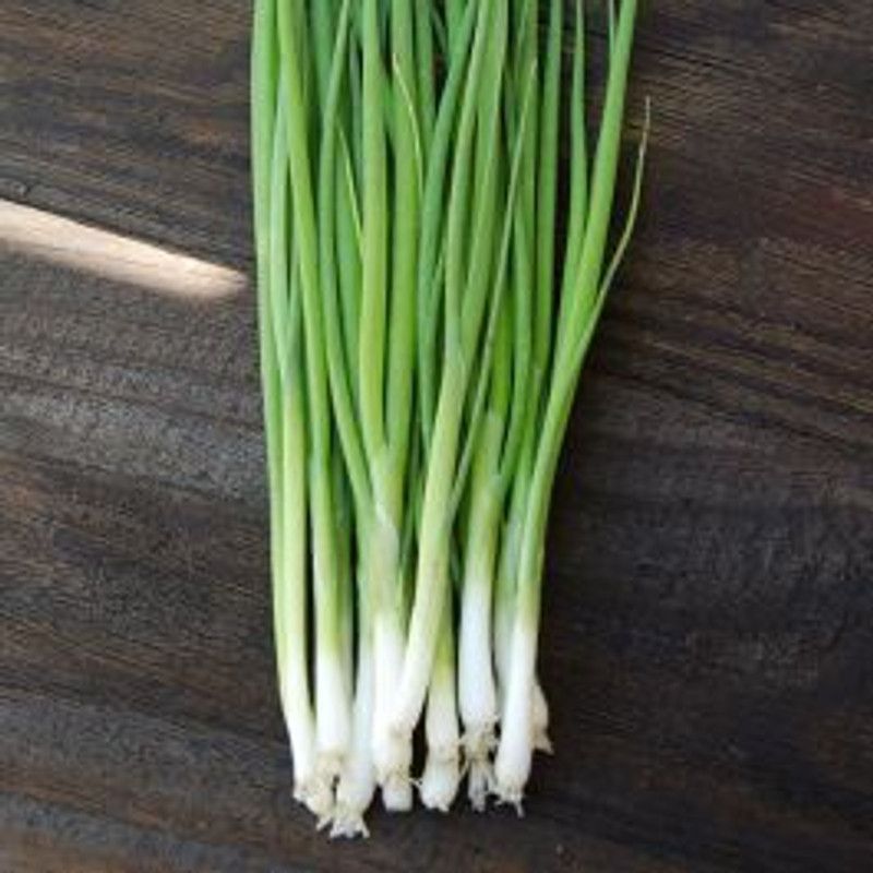 Nodoc Bunching onion Seed  (15 per packet)