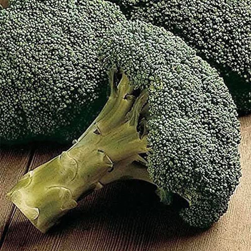 VibeX ® LXI-470 Packman Hybrid F1 Broccoli Seeds Seed  (200 per packet)