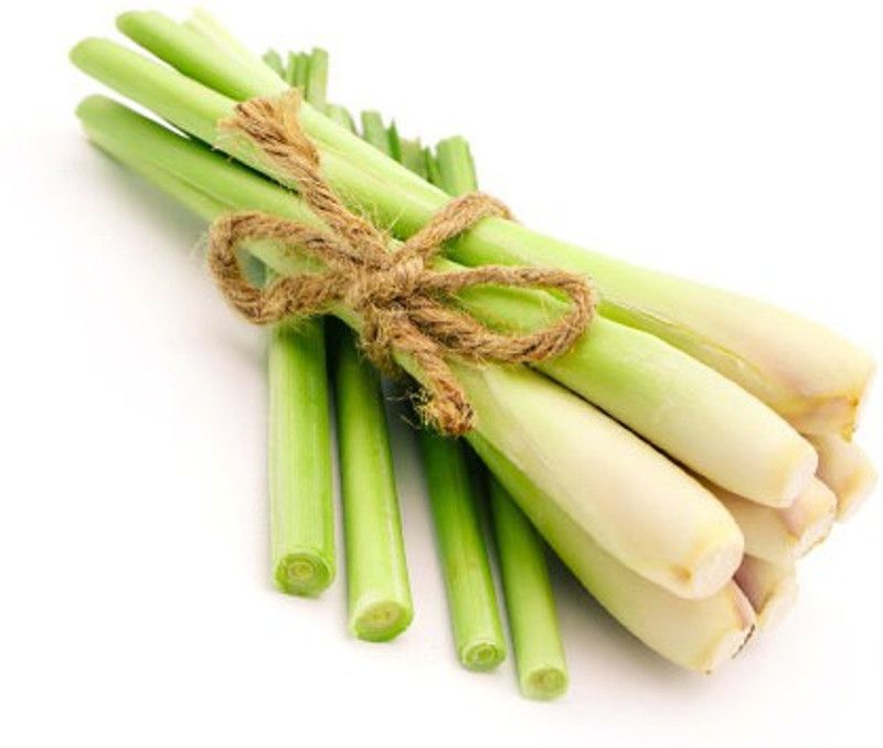 Paudha Lemon Grass Seed  (40 per packet)