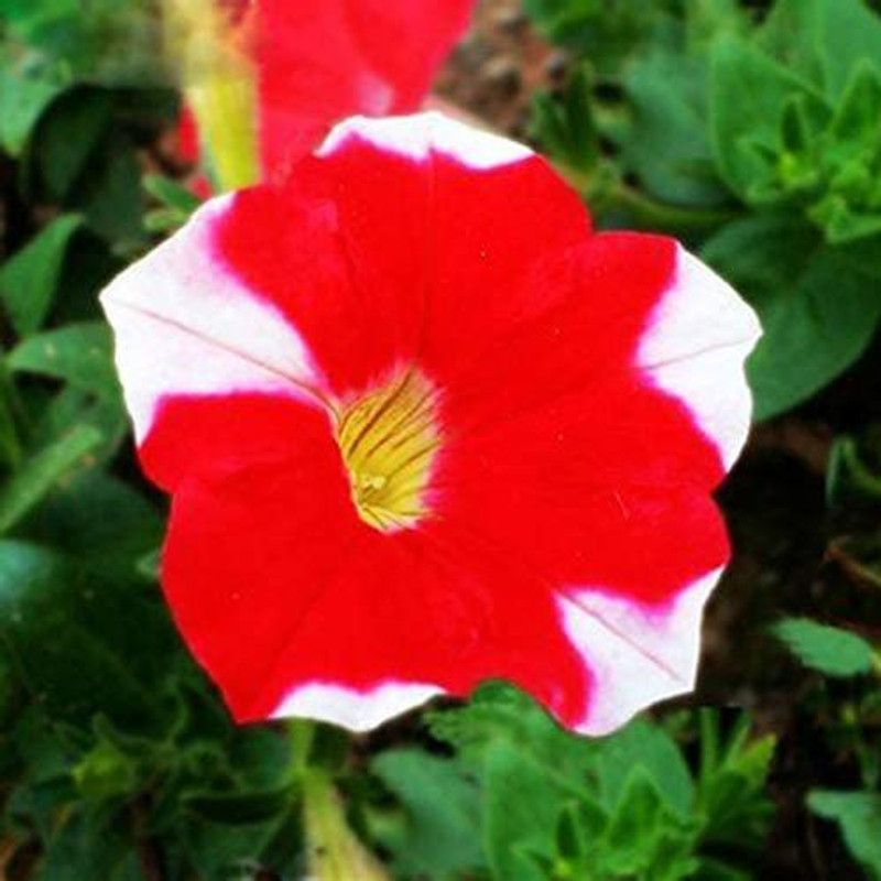 CYBEXIS Petunia Hybrid Red and White Seed  (50 per packet)