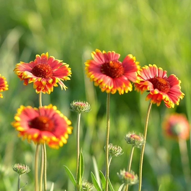 CYBEXIS Chrysanthemum Seeds Non-GMO Seed  (1 g)