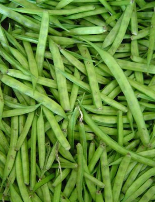Paudha ClusterBeans/Gawar Ki Phalli Seed  (19 per packet)