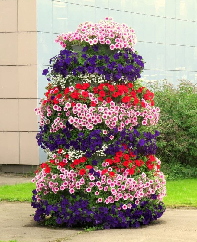 CYBEXIS Petunia Unicum Rainbow Cascade - Flower Mix Seeds Seed  (1 g)