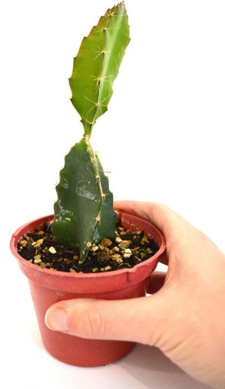 The Entacloo Dragon Tree  (Hybrid, Pack of 2)