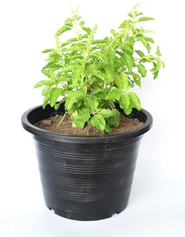 forevergreen Tulsi Plant  (Pack of 1)
