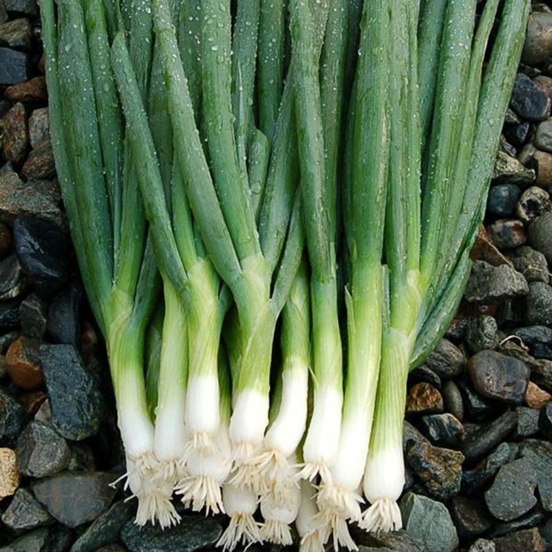 XOLDA Organic bunching onion Seed  (27 per packet)