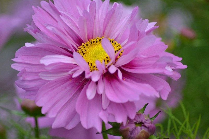 CYBEXIS Cosmos Bipinnatus Fizzy Pink Seeds - Pretty Pink Flowers Seed  (50 per packet)
