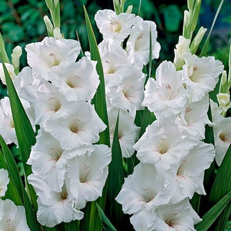 FERNSFLY® Gladiolus | Gladiola Seed  (10 per packet)