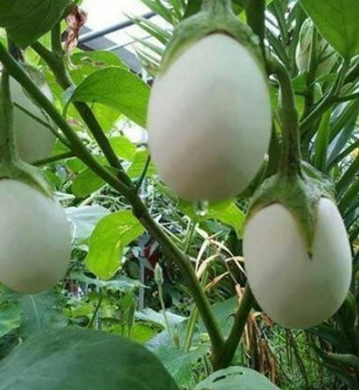 PMB Organic white brinjal Seed  (45 per packet)
