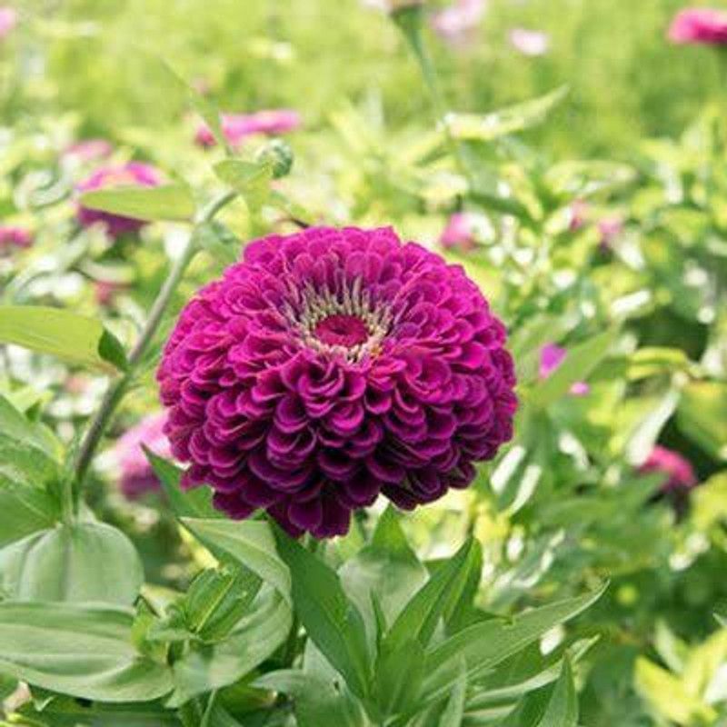 CYBEXIS Zinnia Double ‘Purple’ F1 Hybrid Flower Seeds Seed  (1 g)