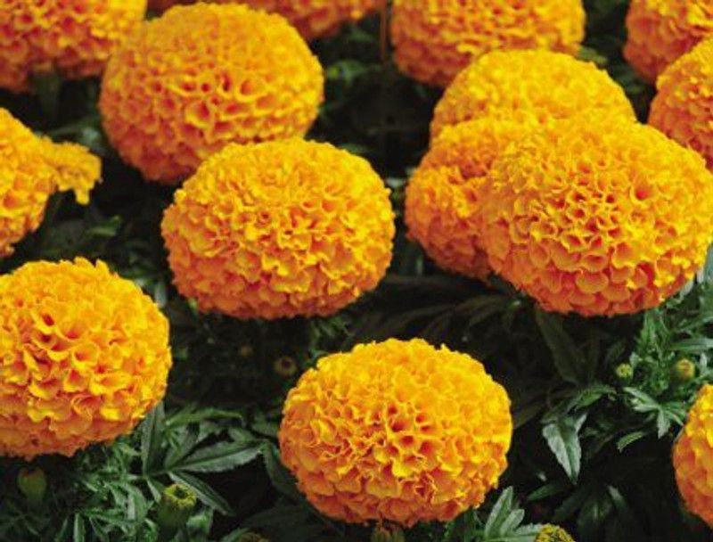 XOLDA MariGold Orange Flower Seed  (46 per packet)