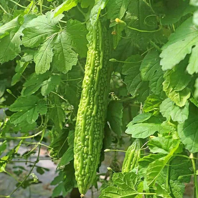 TRICONE Bitter Gourd Seed  (40 per packet)