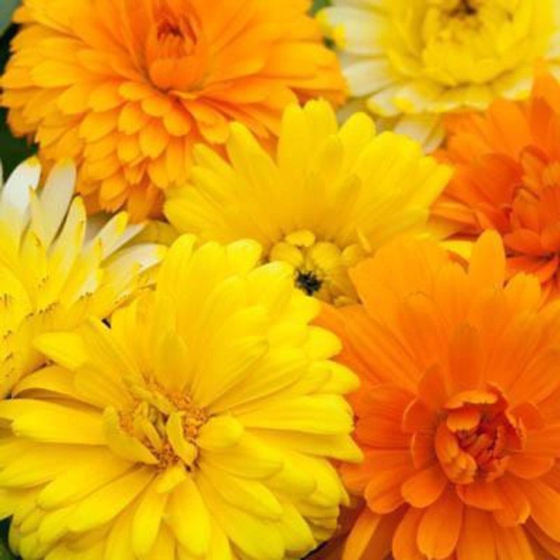 Paudha Calendula Mix Seed  (33 per packet)