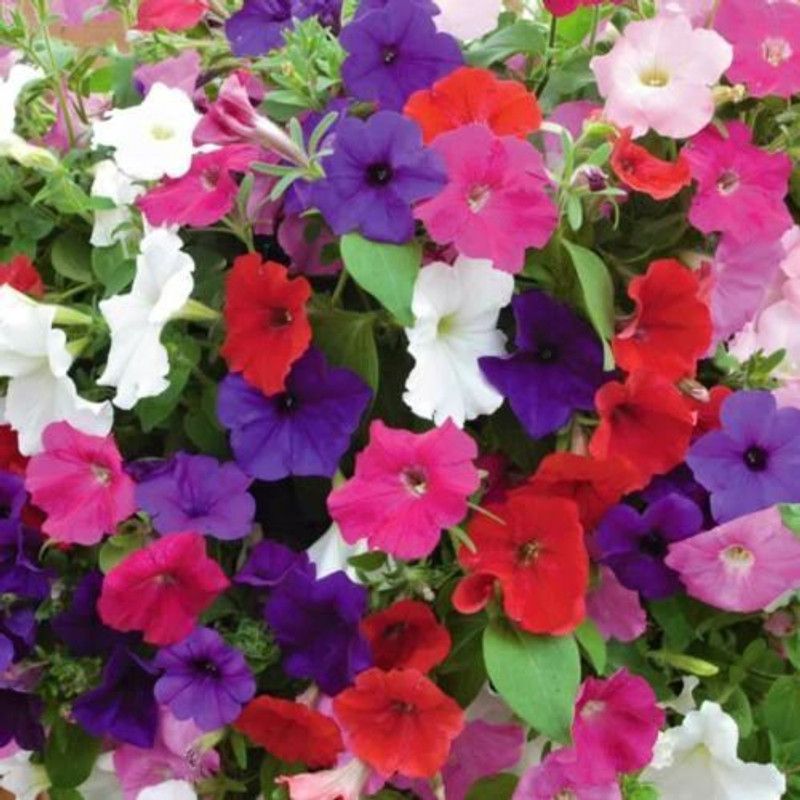 XOVO Exotic Petunia Mixed Flower Seed  (15 per packet)