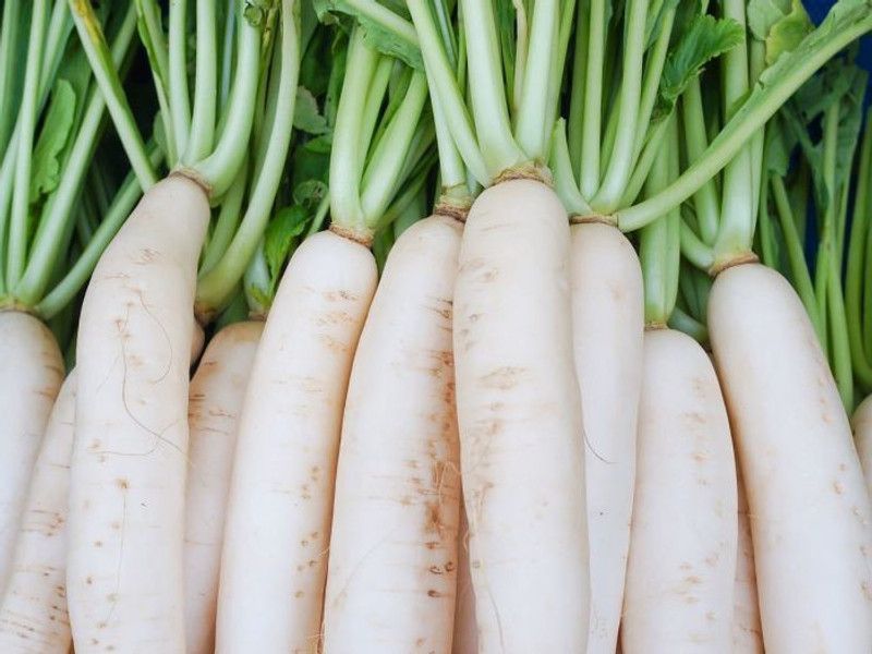 XOLDA Organic Radish Seed  (92 per packet)