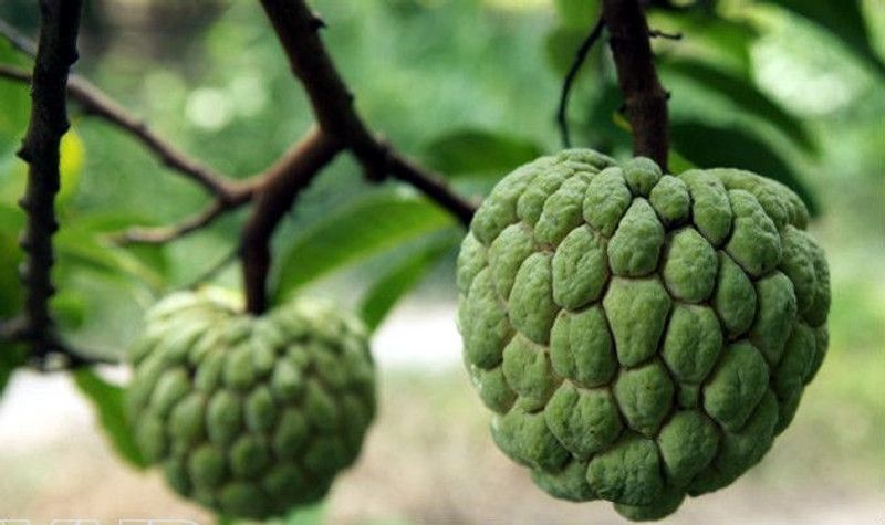 XOLDA Custard apple fruit (setaphal) Seed  (27 per packet)