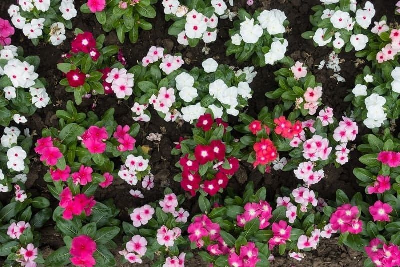 XOLDA Vinca Flower Seed  (26 per packet)