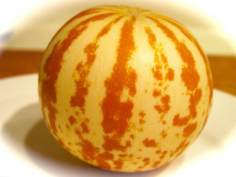 MRCY Tigger Melon Cucumis Melo Seed  (500 per packet)